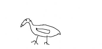 A little duck (or water bird) walking 